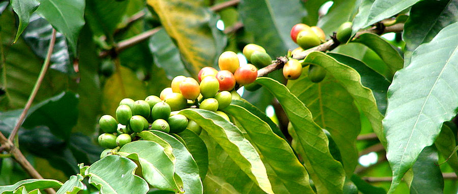 The Coffee Arabica Plant