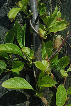 The Schisandra chinensis Plant